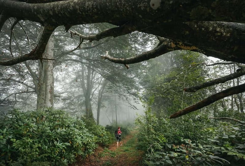 Batumi to Mtirala National park - Half day hiking group tour - How the afternoon schedule really works