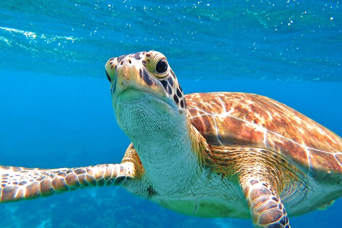 Best of Mangrove Lagoon Kayak, Hike and Snorkel Adventure with Picnic Lunch - What lunch adds to the five-hour outing