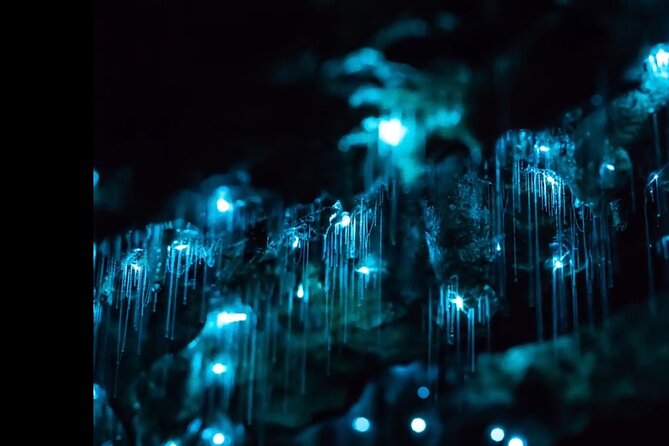 Blue Mountains Hiking Glow worms Cave Wildlife Spotlighting Night Adventure - Key details before you book