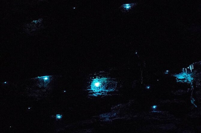 Blue Mountains Hiking Glow worms Cave Wildlife Spotlighting Night Adventure - Why seeing glowworms in the wild matters