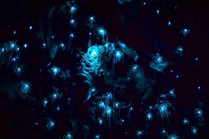 Blue Mountains Hiking Glow worms Cave Wildlife Spotlighting Night Adventure - What the $132.69 price includes