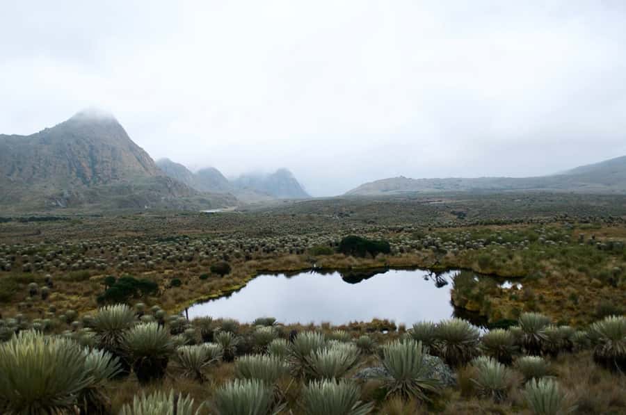 Bogotá: Sumapaz National Park Hike Tour - Why the Páramo Matters