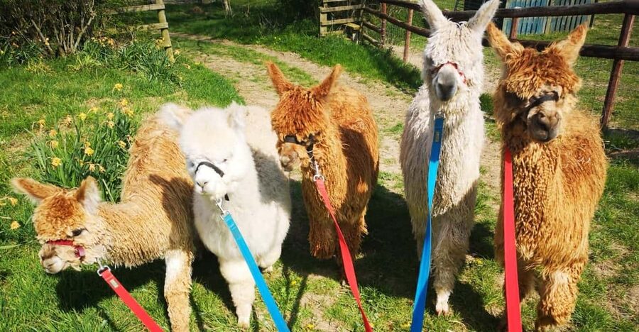 Brackenfield: Alpaca Trek - Key points to know before you go