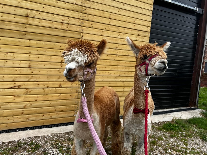 Brackenfield: Alpaca Trek - What the Brackenfield Alpaca Trek is really like