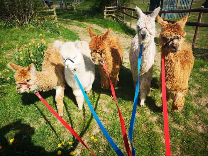 Brackenfield: Alpaca Trek - Walking through the Amber Valley with an alpaca