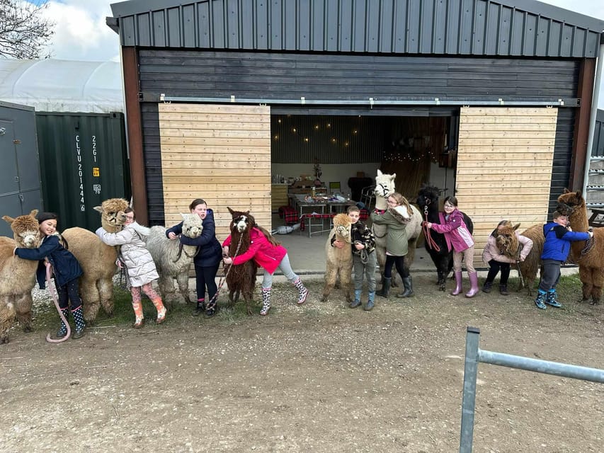 Brackenfield: Alpaca Trek - The paddock feeding session is the most hands-on part