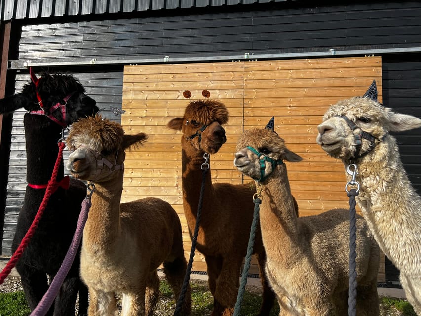 Brackenfield: Alpaca Trek - Tea, coffee, and shortbread finish the visit