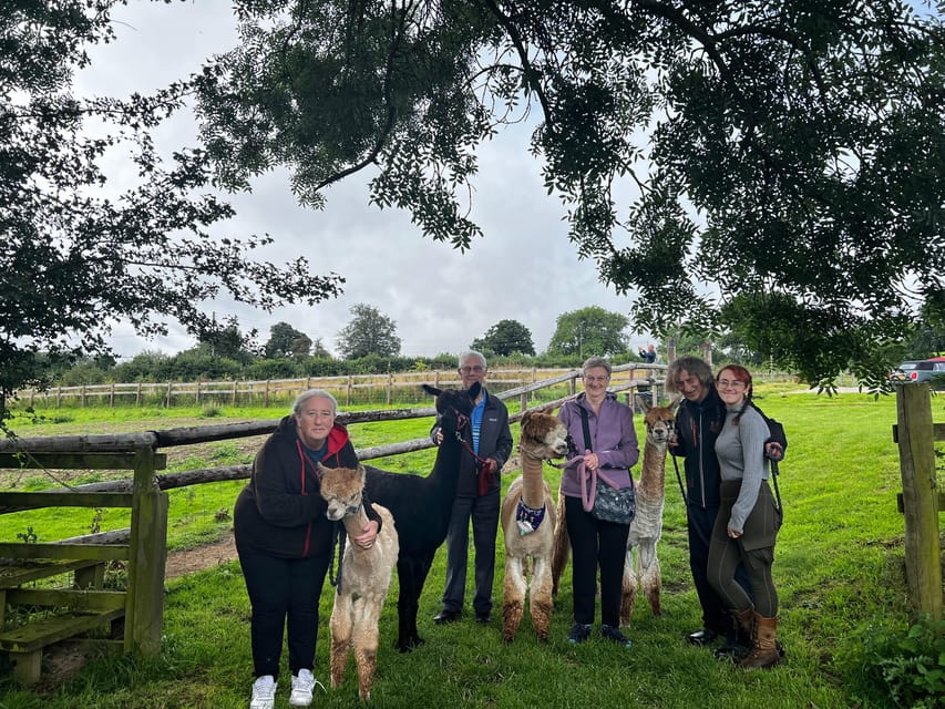 Brackenfield: Alpaca Trek - Is $33 good value for 90 minutes?