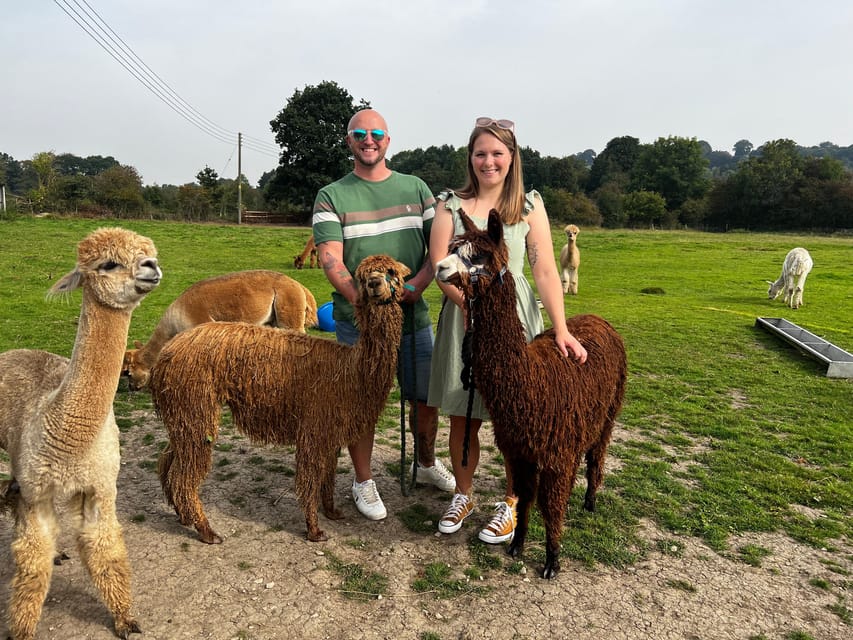 Brackenfield: Alpaca Trek - Who will enjoy this most?