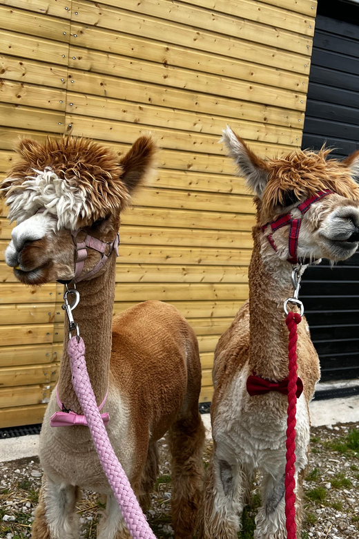 Brackenfield: Alpaca Trek - The opening briefing gives you useful alpaca manners