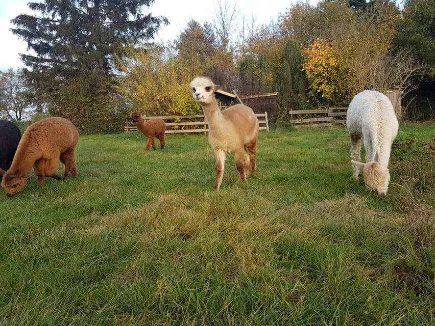 Braunschweig: Alpaca Trekking Tour - Key points to know before you book