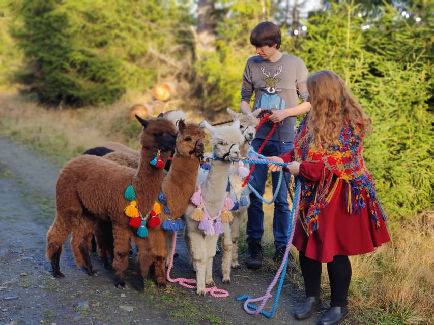 Braunschweig: Alpaca Trekking Tour - Along the Oker, Südsee, and Braunschweig’s open views