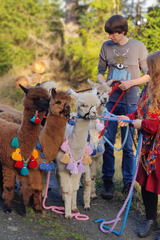 Braunschweig: Alpaca Trekking Tour - Returning to the herd and meeting Pepe