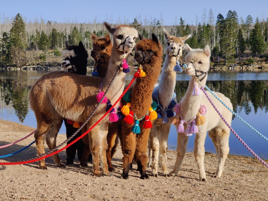 Braunschweig: Alpaca Trekking Tour - The Riddagshausen option and coffee with cake