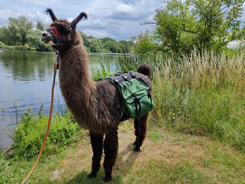 Braunschweig: Alpaca Trekking Tour - What the $69 price means
