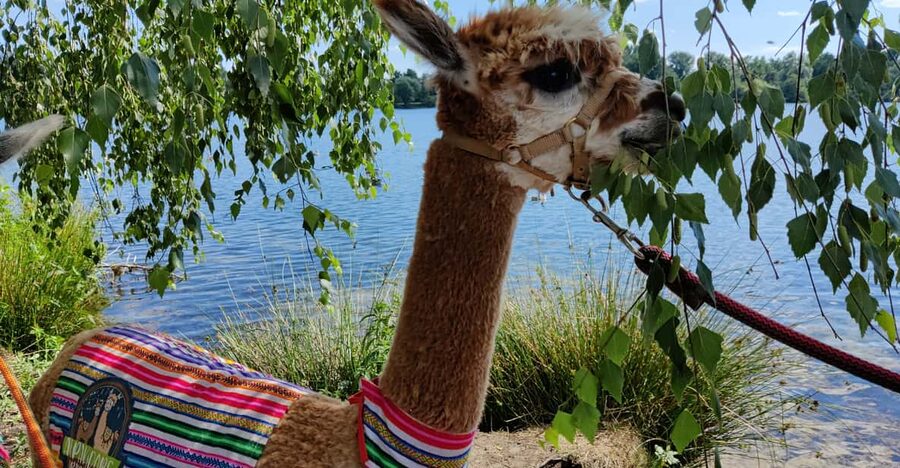 Braunschweig: Alpaca Trekking Tour - Who will enjoy this alpaca walk?