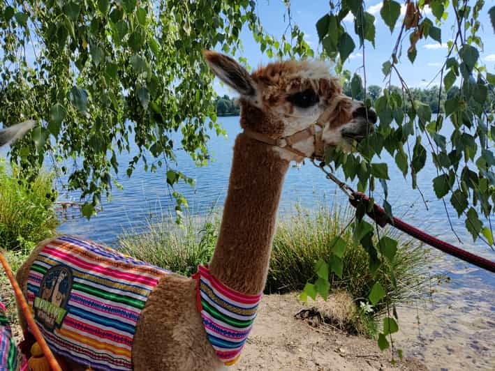 Braunschweig: Alpaca Trekking Tour - Five minutes that make the walk easier