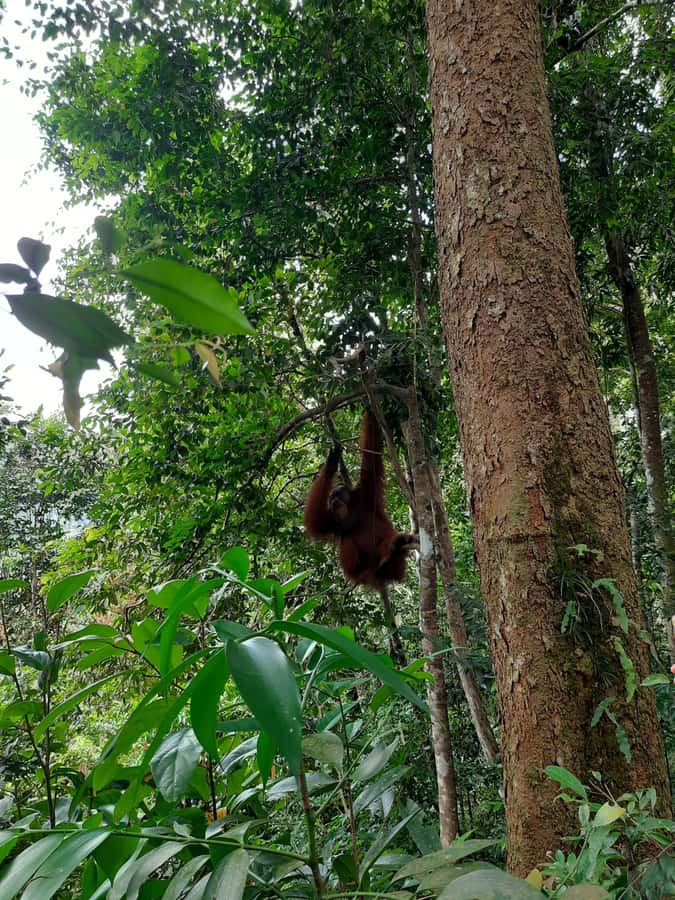Bukit Lawang: Jungle Trekking and Rafting Day Trip - Key things to know before you book