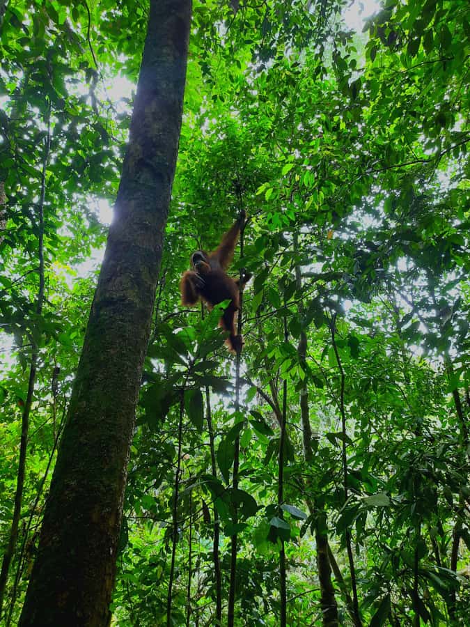 Bukit Lawang: Jungle Trekking and Rafting Day Trip - Crossing the river before the raft