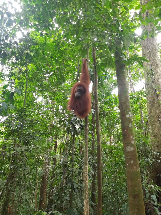 Bukit Lawang: Jungle Trekking and Rafting Day Trip - Lunch and the Bukit Lawang briefing