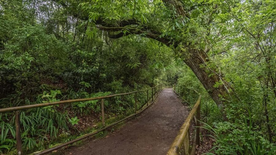Caldeirão Verde: Levada Caldeirao Verde Hiking Transfer - Key points to know before you book