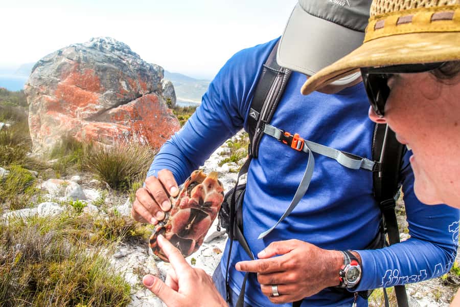 Cape Town Private Guided Table Mountain Hikes - Key points at a glance