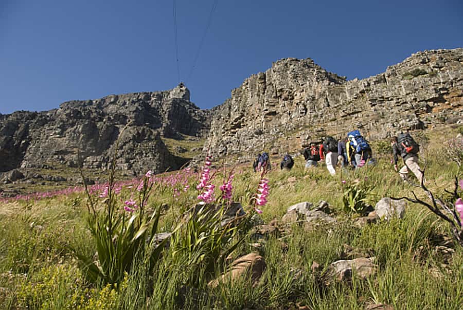 Cape Town Private Guided Table Mountain Hikes - Guides are the strongest part of the experience