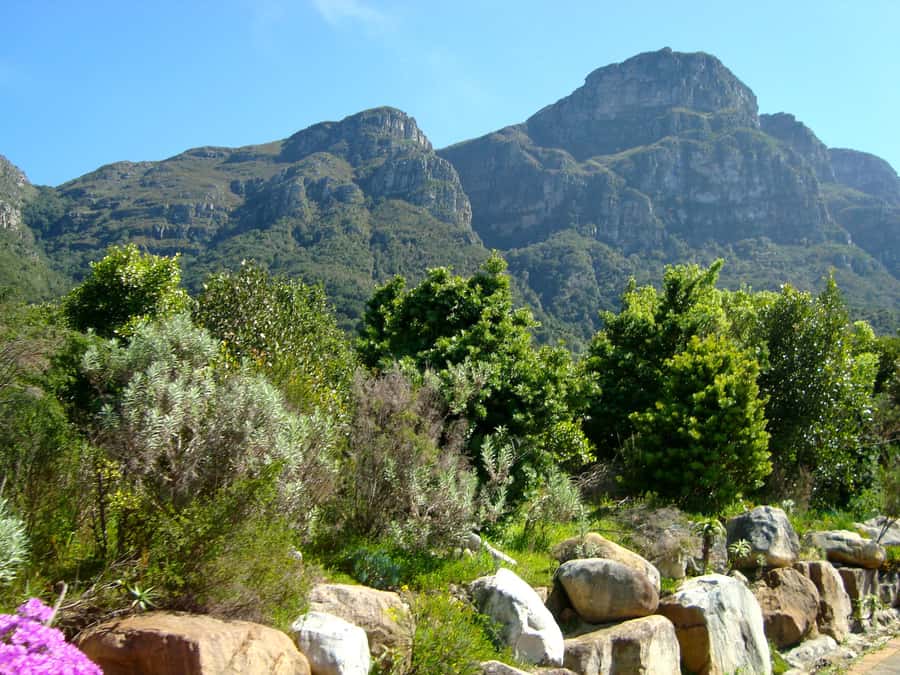 Cape Town: Skeleton Gorge and Kirstenbosch Gardens Hike - Starting in Kirstenbosch, with 7,000 plant species around you