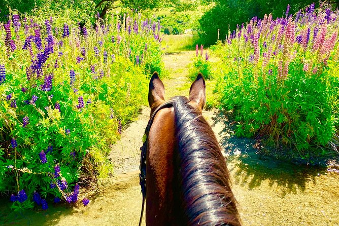 Cardrona High Country Pub Trail Horse Trek (Intermediate level+) - Riding through farms, rivers, and gold-rush country