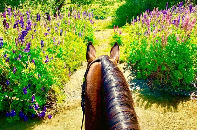 Cardrona High Country Pub Trail Horse Trek (Intermediate level+) - Where the faster riding happens