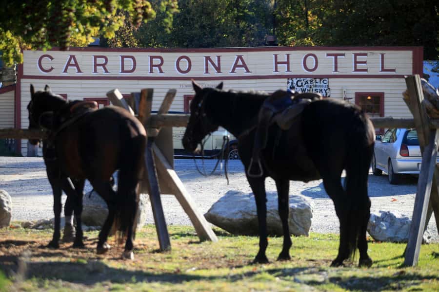 Cardrona Valley: Horse Trekking Experience - What makes this Cardrona ride special
