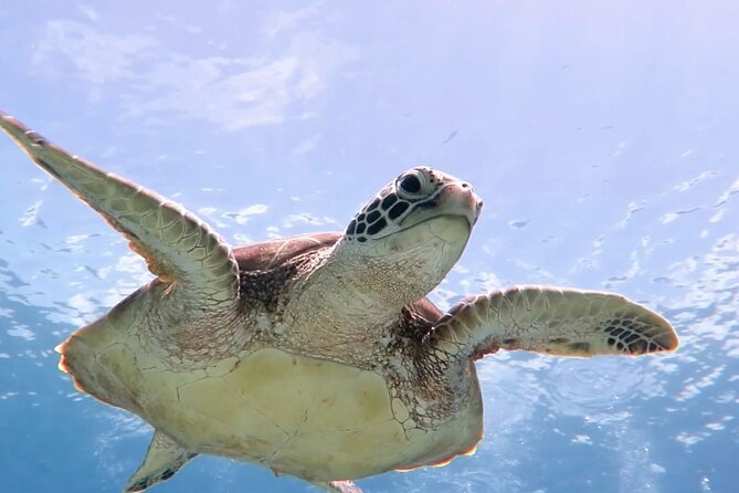 Cas Cay - Kayak Hike and Snorkel Adventure - Five things to know before you book