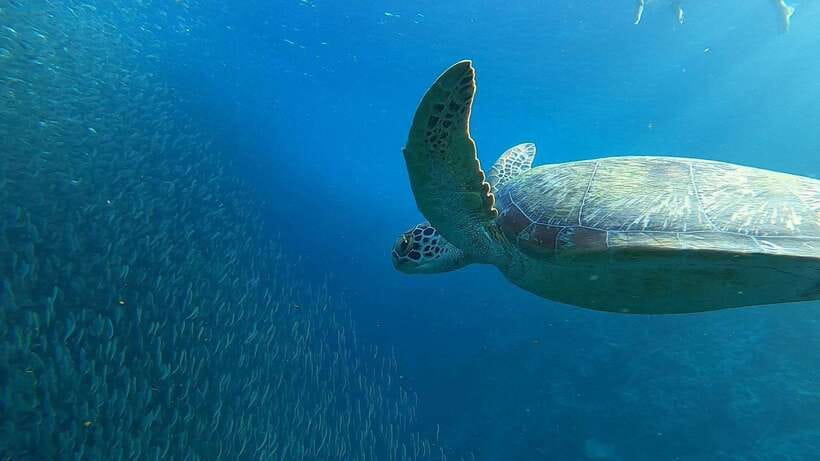 Cebu: Osmeña Peak hike and Sardines Run Snorkel adventure - Moalboal’s sardine run just offshore