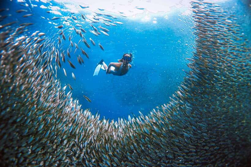 Cebu: Osmeña Peak hike and Sardines Run Snorkel adventure - Why the snorkeling is easy, and where it can feel busy