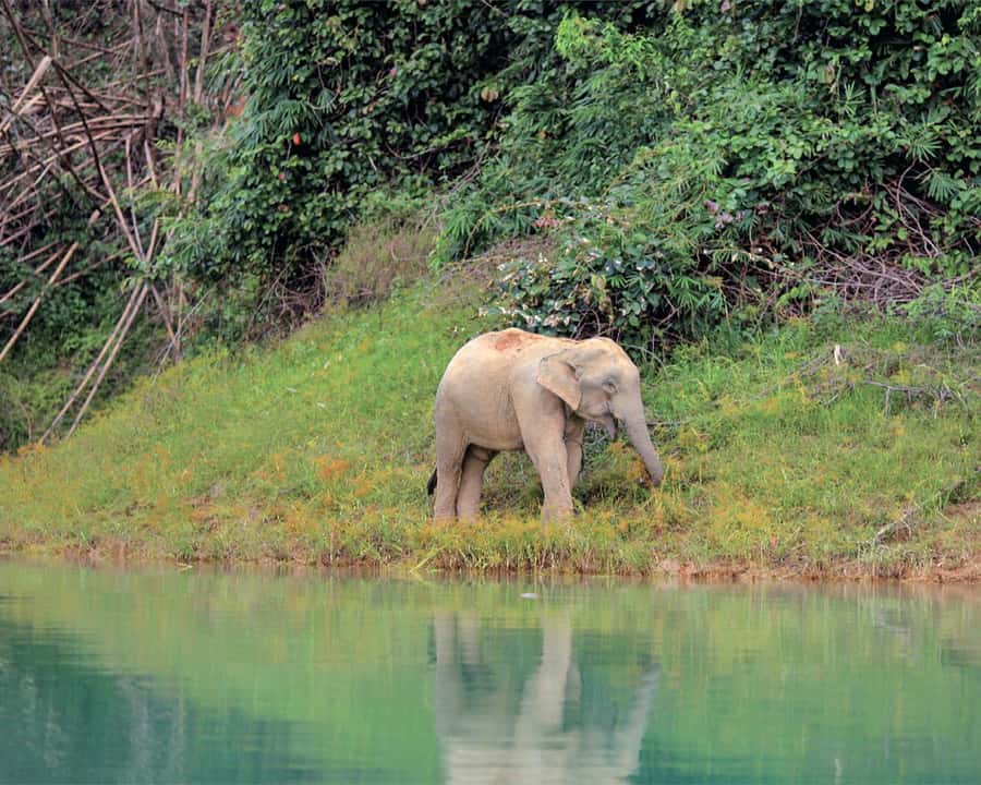 Cheow Larn Lake - Hiking - Cave Explore - Wildlife Safari - Wildlife viewing on the return boat ride