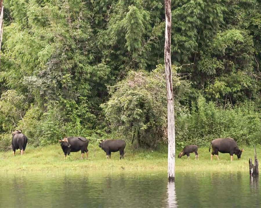 Cheow Larn Lake - Hiking - Cave Explore - Wildlife Safari - What the $128 price really covers