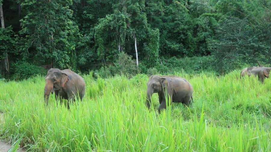 Chiang Mai: 2-Day Jungle Trek with Elephant Farm & Raft Ride - From Chiang Mai’s old town to a rural market
