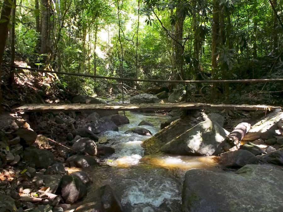 Chiang Mai: Chiang Dao Caves and Jungle Trek with Lunch - The Jungle Trek and Its Twenty-One Crossings