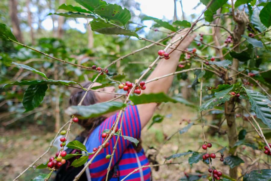Chiang Mai Coffee Full Day Tour: Trek, Brew & Roast Journey. - Key Points at a Glance