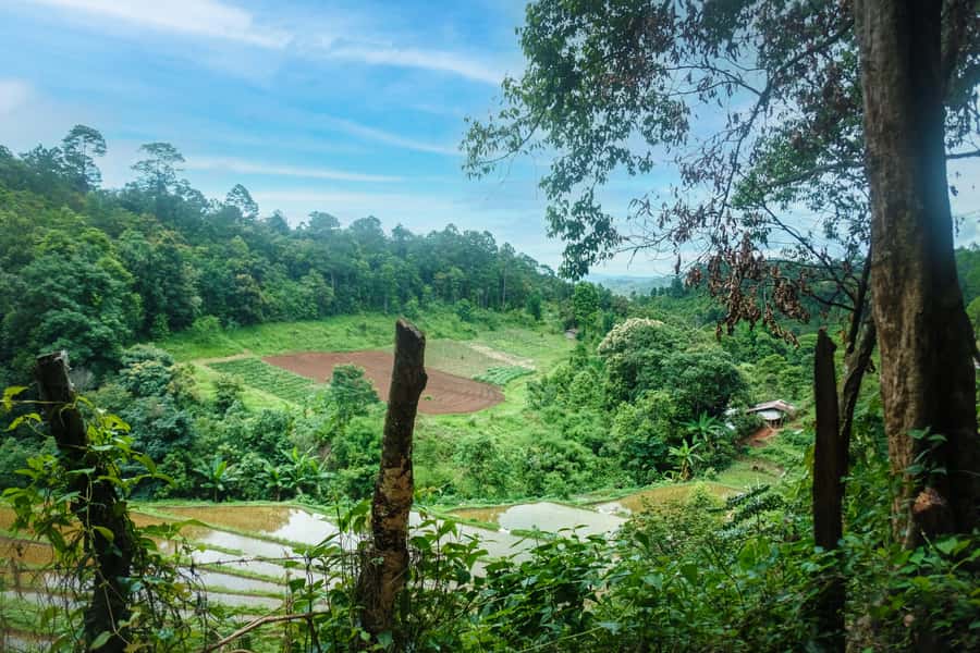 Chiang Mai Coffee Full Day Tour: Trek, Brew & Roast Journey. - Learning the V60 Pour-Over Method
