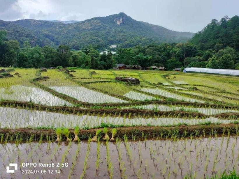 Chiang Mai: Doi Inthanon National Park+Trek Pha Dok Siew - Walking the Pha Dok Siew Nature Trail