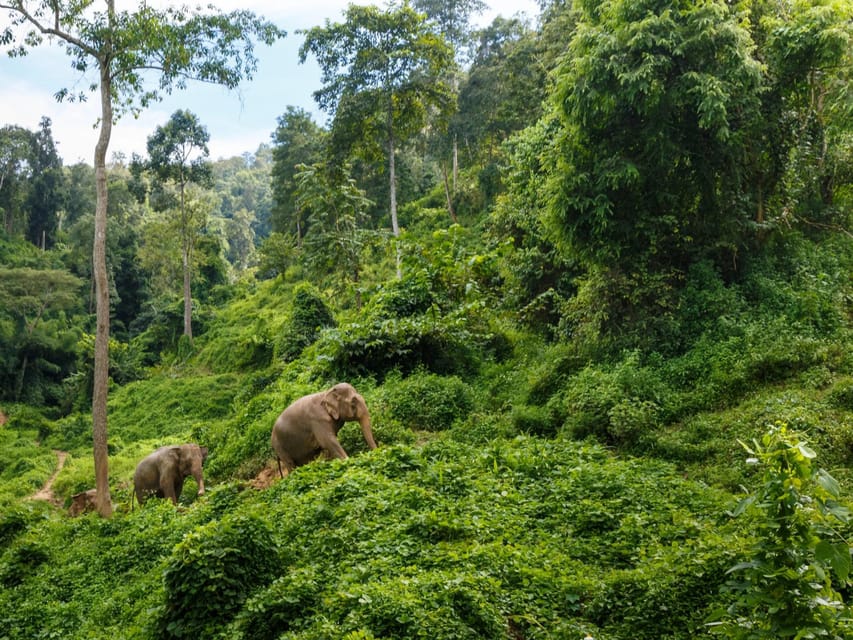 Chiang Mai: Doi Inthanon Park and Pha Dok Siew Trail Trek - The King and Queen Pagodas and their gardens