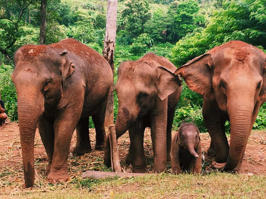 Chiang Mai: Doi Inthanon Park Hiking & Elephants Sanctuary - Lunch before the mountain sights