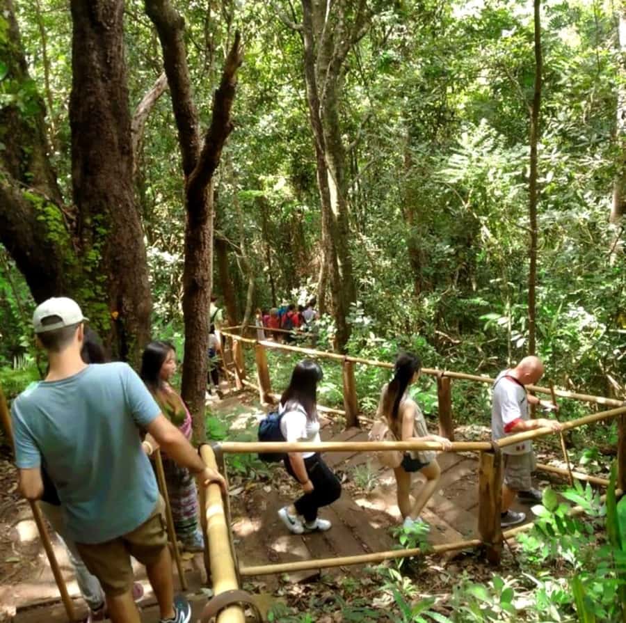 Chiang Mai: Doi Inthanon Park Hiking & Elephants Sanctuary - Reaching Doi Inthanon’s highest point