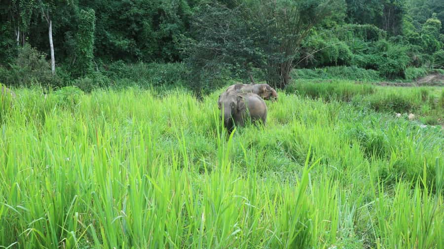 Chiang Mai: Doi Inthanon Park Hiking & Elephants Sanctuary - The early ride from Chiang Mai