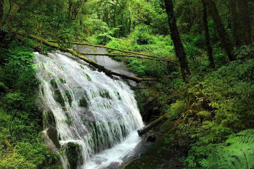 Chiang Mai: Doi Inthanon Park Tour & Kew Mae Pan Trail Hike - Thailand’s highest point
