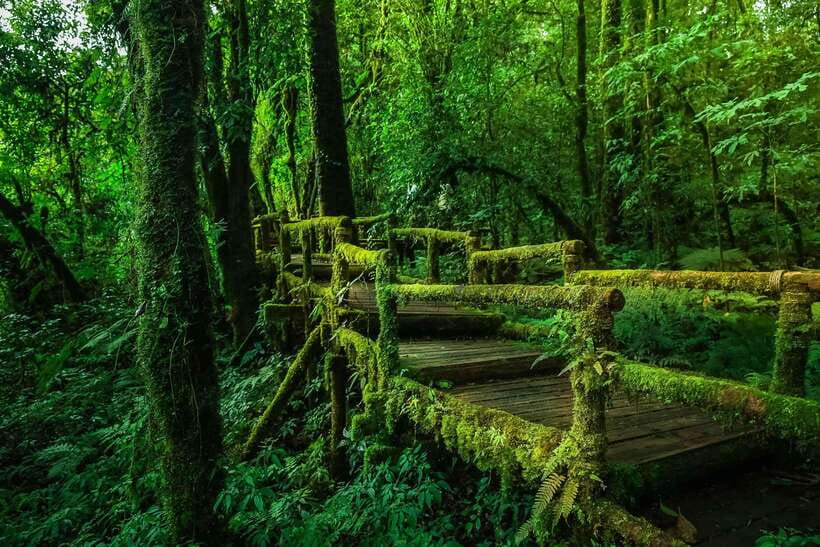 Chiang Mai: Doi Inthanon Park Tour & Kew Mae Pan Trail Hike - Wachirathan Waterfall and the easier park stops