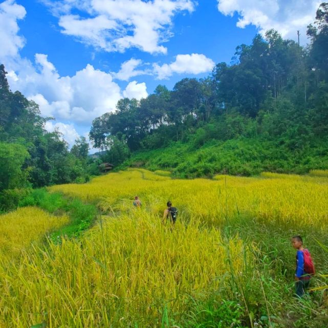 Chiang Mai: Elephant Sanctuary & Jungle Trek w/ Waterfall - What makes this Chiang Mai day tour worth considering