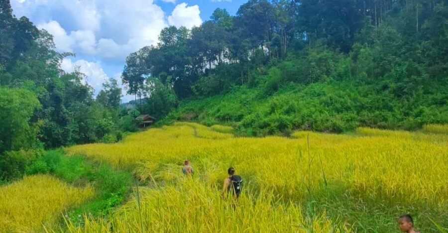 Chiang Mai: Elephant Sanctuary & Jungle Trek w/ Waterfall - Feeding and bathing rescued elephants