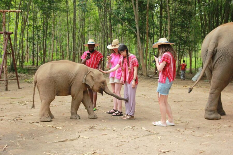 Chiang Mai: Full-Day Kerchor Elephant Eco Park Tour & Trek - Five things to know before you go
